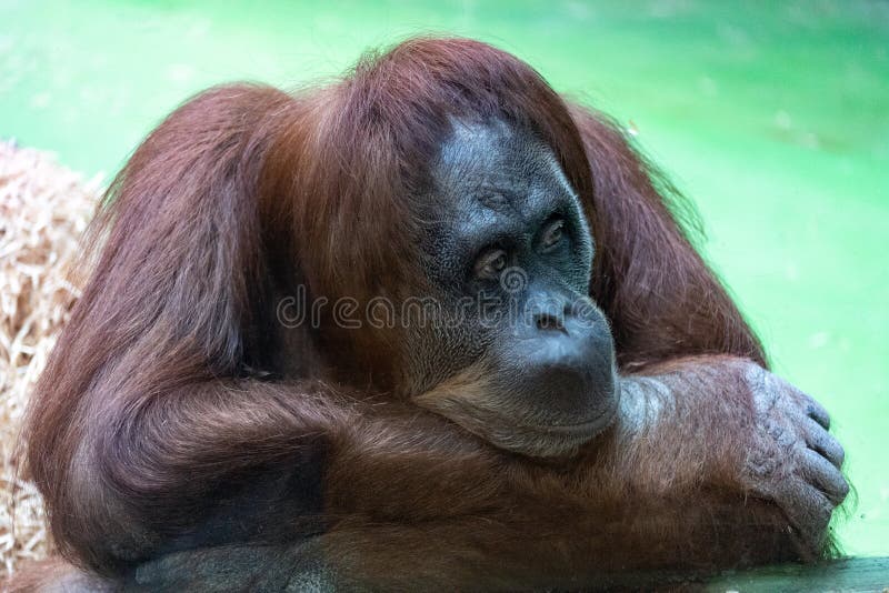 Ritratto di un orangutan arancio pensieroso con un fronte divertente che guarda pigro che cosa sta accadendo fotografie stock libere da diritti Ritratto di un orangutan arancio pensieroso con un fronte divertente che guarda pigro che cosa sta accadendo fotografie stock libere da diritti