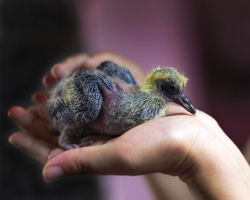 Ritratto di un piccione del bambino che si siede nella mano fotografia stock libera da diritti Ritratto di un piccione del bambino che si siede nella mano fotografia stock libera da diritti