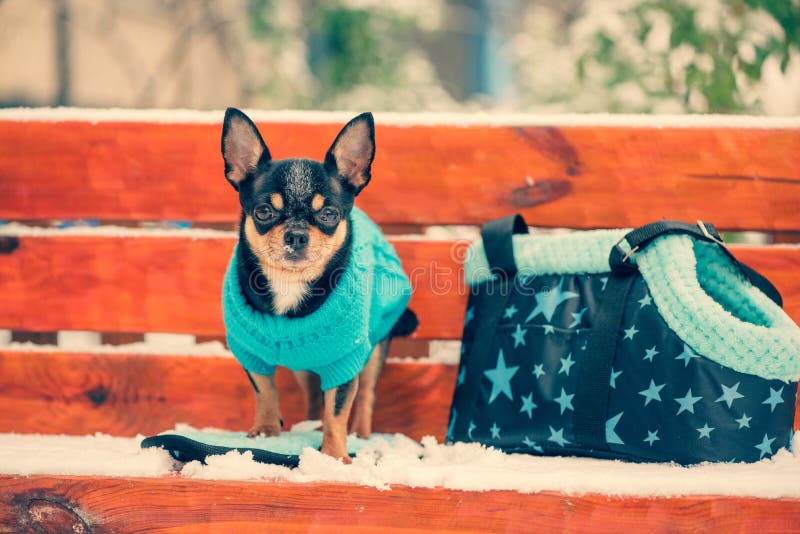 Ritratto di un piccolo cane di chihuahua con un maglione blu. cane chihuahua che cammina sulla neve. chihuahua