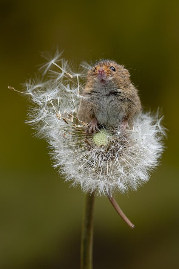 A harvest mouse balancing on a dandelion clock. The mouse is reaching up and has its snout in the air. A harvest mouse balancing on a dandelion clock. The mouse is reaching up and has its snout in the air