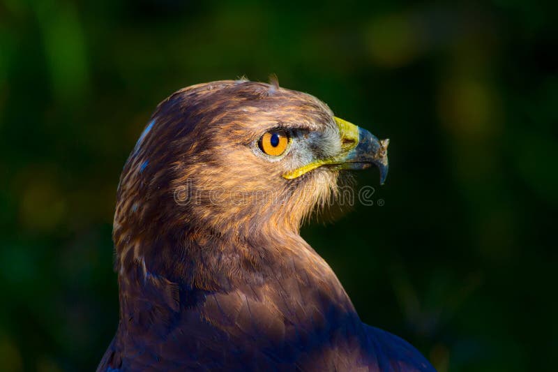 Ritratto di un uccello preda. Contesto della natura. Buzzard a gambe lunghe. Buteo rufinus. fotografie stock libere da diritti