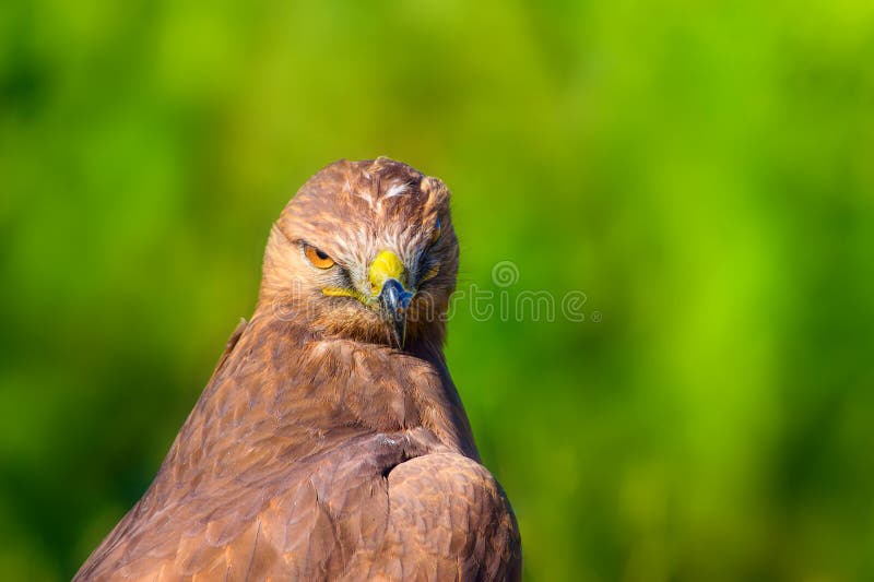 Ritratto di un uccello preda. Contesto della natura. Buzzard a gambe lunghe. Buteo rufinus. fotografie stock
