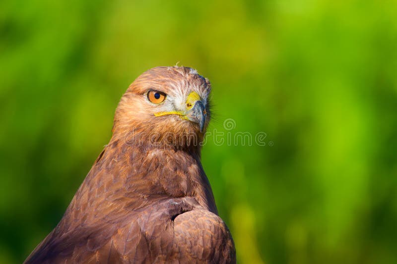 Ritratto di un uccello preda. Contesto della natura. Buzzard a gambe lunghe. Buteo rufinus. immagini stock libere da diritti