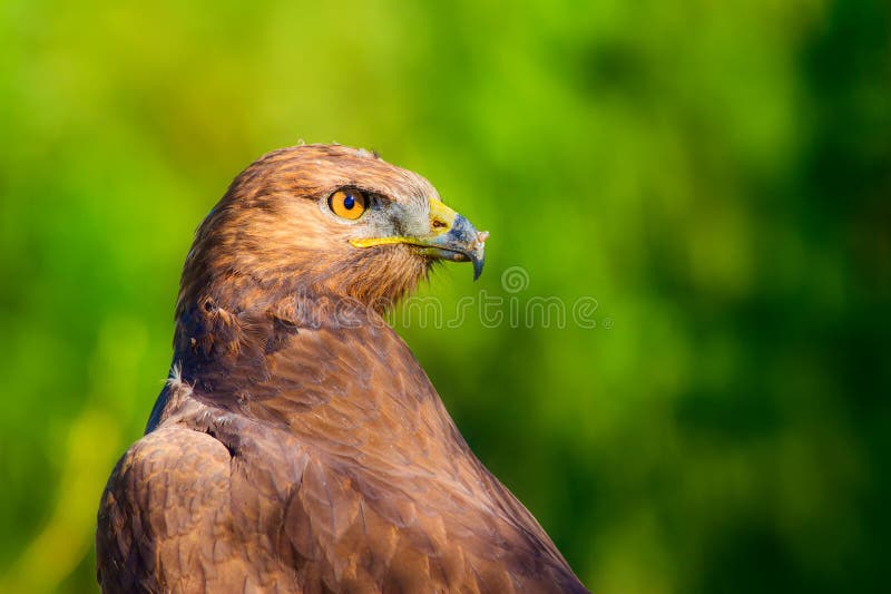 Ritratto di un uccello preda. Contesto della natura. Buzzard a gambe lunghe. Buteo rufinus. fotografia stock libera da diritti