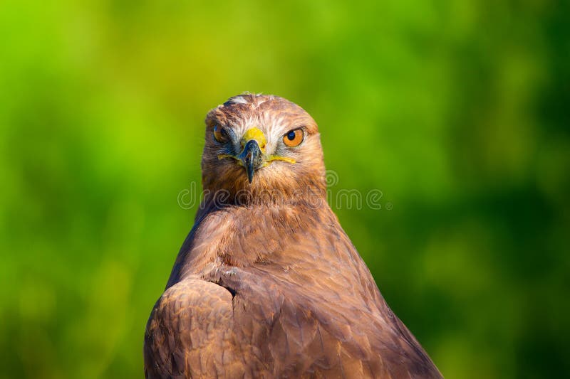Ritratto di un uccello preda. Contesto della natura. Buzzard a gambe lunghe. Buteo rufinus. immagini stock