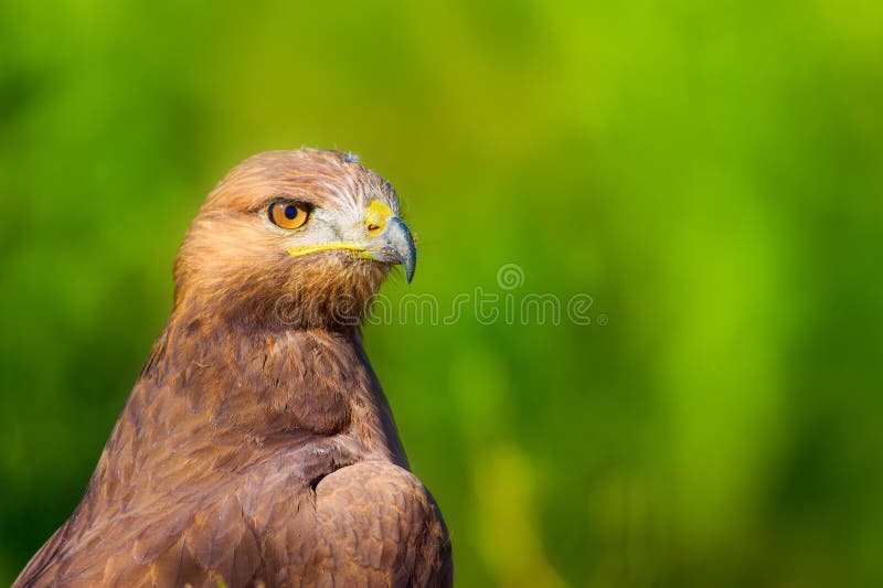 Ritratto di un uccello preda. Contesto della natura. Buzzard a gambe lunghe. Buteo rufinus. immagini stock libere da diritti