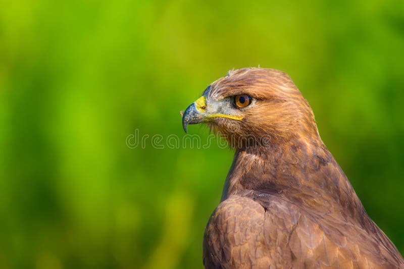 Ritratto di un uccello preda. Contesto della natura. Buzzard a gambe lunghe. Buteo rufinus. immagine stock libera da diritti