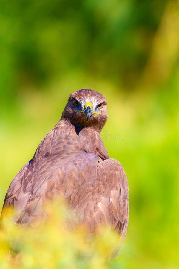 Ritratto di un uccello preda. Contesto della natura. Buzzard a gambe lunghe. Buteo rufinus. fotografie stock
