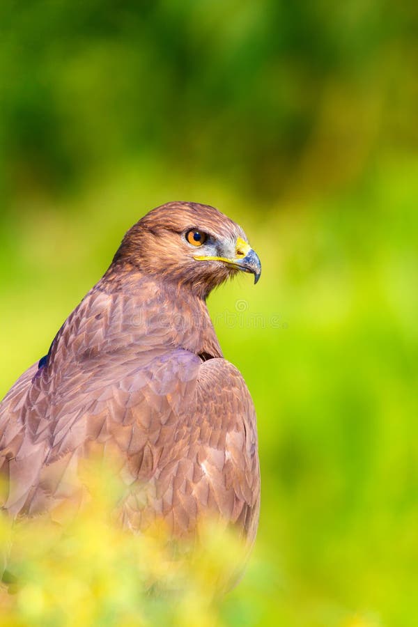 Ritratto di un uccello preda. Contesto della natura. Buzzard a gambe lunghe. Buteo rufinus. fotografie stock libere da diritti