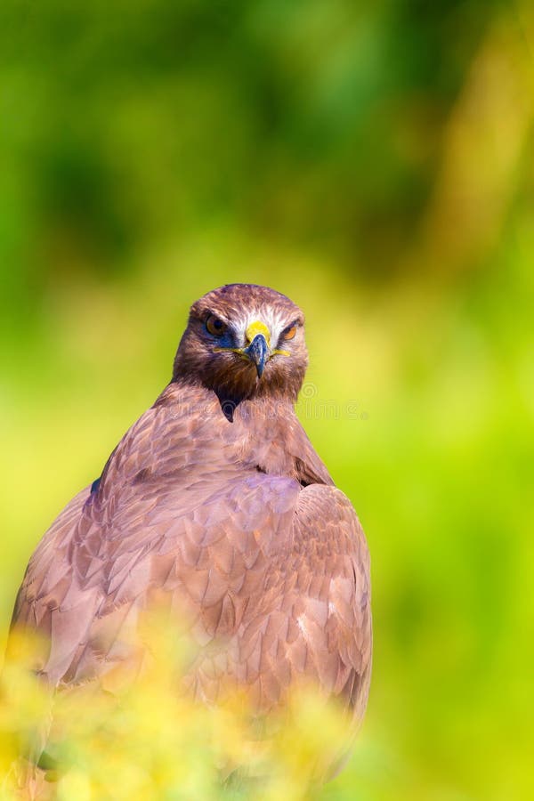 Ritratto di un uccello preda. Contesto della natura. Buzzard a gambe lunghe. Buteo rufinus. fotografia stock