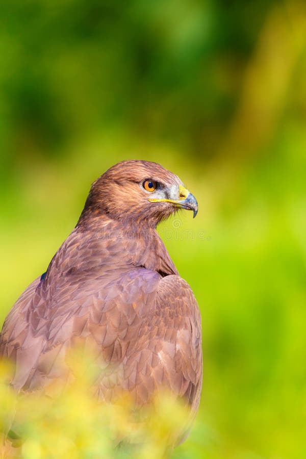 Ritratto di un uccello preda. Contesto della natura. Buzzard a gambe lunghe. Buteo rufinus. immagine stock