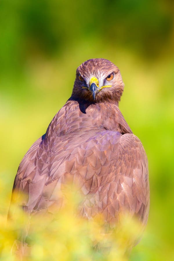 Ritratto di un uccello preda. Contesto della natura. Buzzard a gambe lunghe. Buteo rufinus. fotografia stock