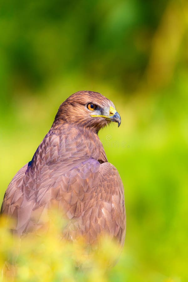 Ritratto di un uccello preda. Contesto della natura. Buzzard a gambe lunghe. Buteo rufinus. fotografie stock libere da diritti