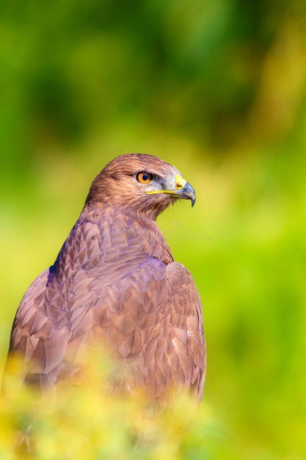 Ritratto di un uccello preda. Contesto della natura. Buzzard a gambe lunghe. Buteo rufinus. immagine stock