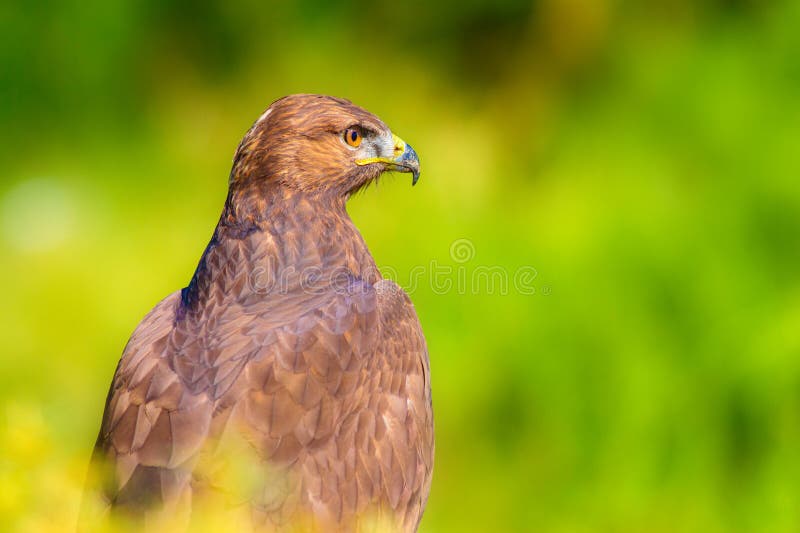 Ritratto di un uccello preda. Contesto della natura. Buzzard a gambe lunghe. Buteo rufinus. fotografia stock libera da diritti