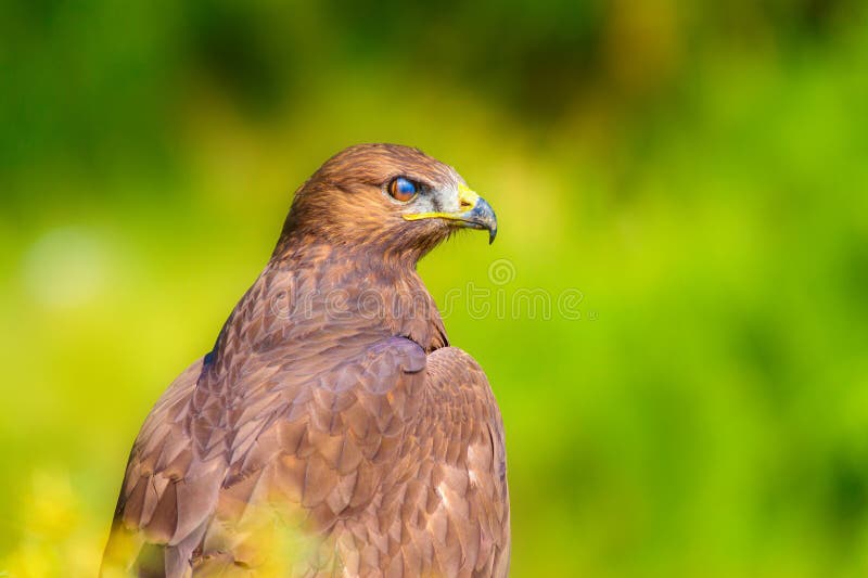 Ritratto di un uccello preda. Contesto della natura. Buzzard a gambe lunghe. Buteo rufinus. immagine stock libera da diritti