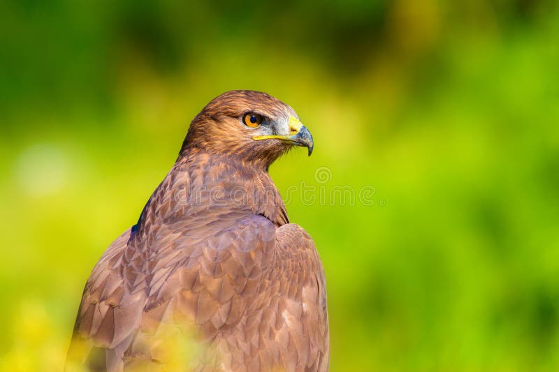 Ritratto di un uccello preda. Contesto della natura. Buzzard a gambe lunghe. Buteo rufinus. fotografie stock