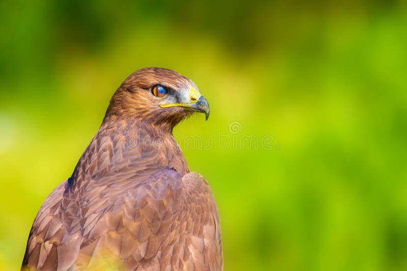 Ritratto di un uccello preda. Contesto della natura. Buzzard a gambe lunghe. Buteo rufinus. immagine stock libera da diritti