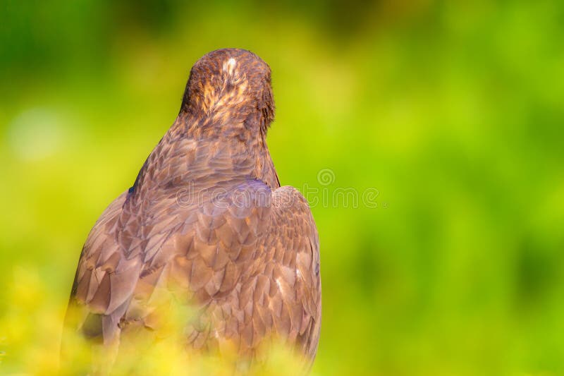 Ritratto di un uccello preda. Contesto della natura. Buzzard a gambe lunghe. Buteo rufinus. fotografia stock libera da diritti