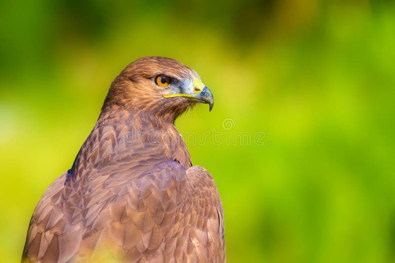 Ritratto di un uccello preda. Contesto della natura. Buzzard a gambe lunghe. Buteo rufinus. immagini stock libere da diritti
