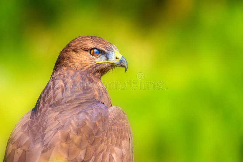 Ritratto di un uccello preda. Contesto della natura. Buzzard a gambe lunghe. Buteo rufinus. immagine stock