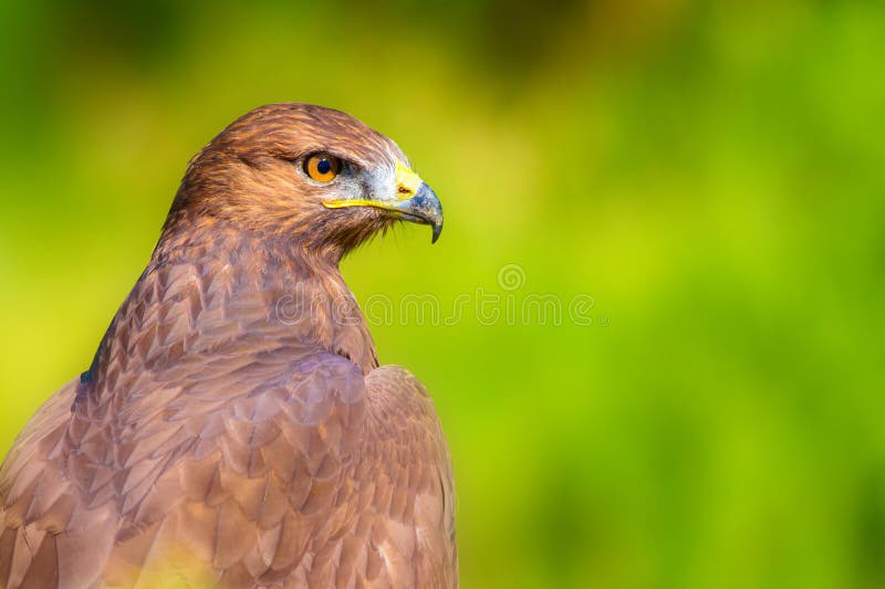 Ritratto di un uccello preda. Contesto della natura. Buzzard a gambe lunghe. Buteo rufinus. fotografia stock
