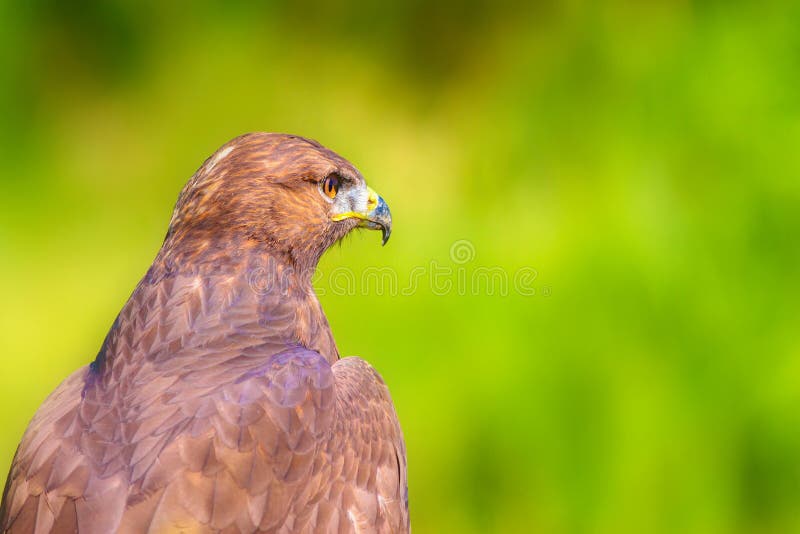 Ritratto di un uccello preda. Contesto della natura. Buzzard a gambe lunghe. Buteo rufinus. fotografia stock