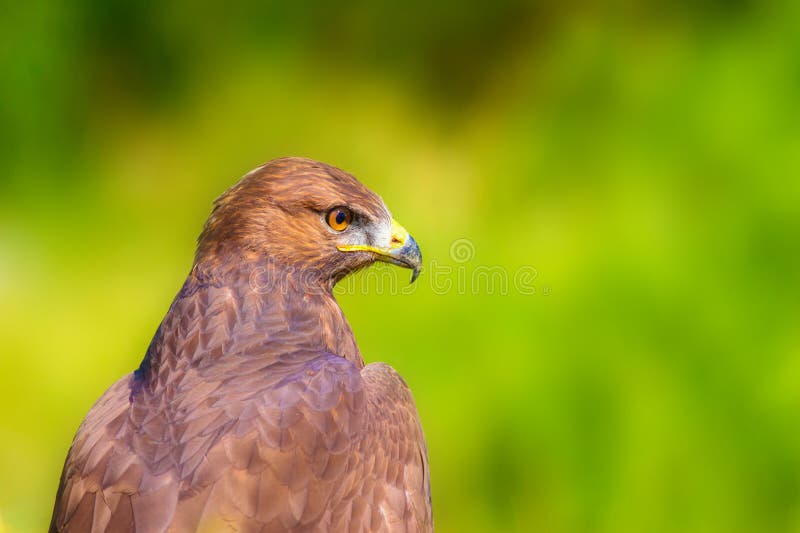 Ritratto di un uccello preda. Contesto della natura. Buzzard a gambe lunghe. Buteo rufinus. immagini stock