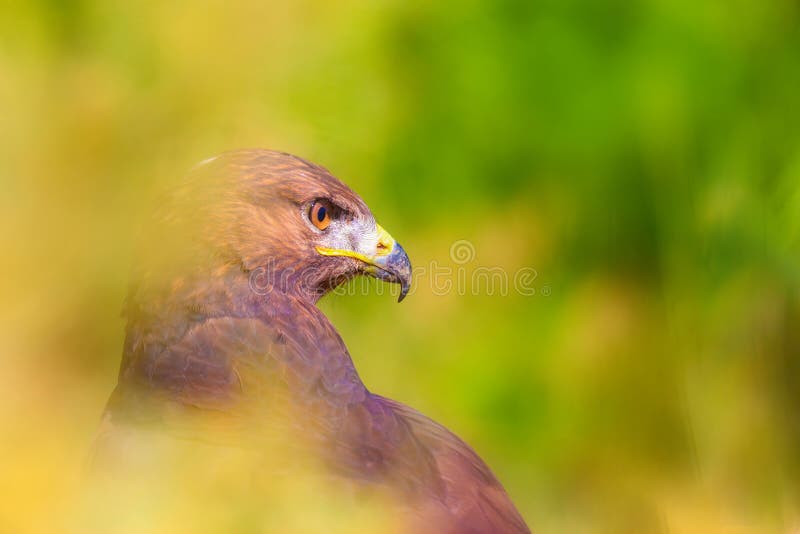 Ritratto di un uccello preda. Contesto della natura. Buzzard a gambe lunghe. Buteo rufinus. fotografie stock