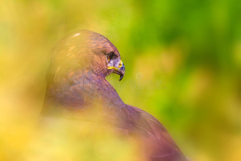 Ritratto di un uccello preda. Contesto della natura. Buzzard a gambe lunghe. Buteo rufinus. immagini stock libere da diritti
