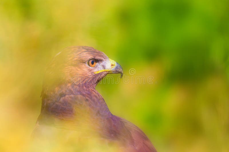 Ritratto di un uccello preda. Contesto della natura. Buzzard a gambe lunghe. Buteo rufinus. fotografia stock