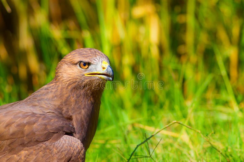 Ritratto di un uccello preda. Contesto della natura. Buzzard a gambe lunghe. Buteo rufinus. fotografia stock libera da diritti