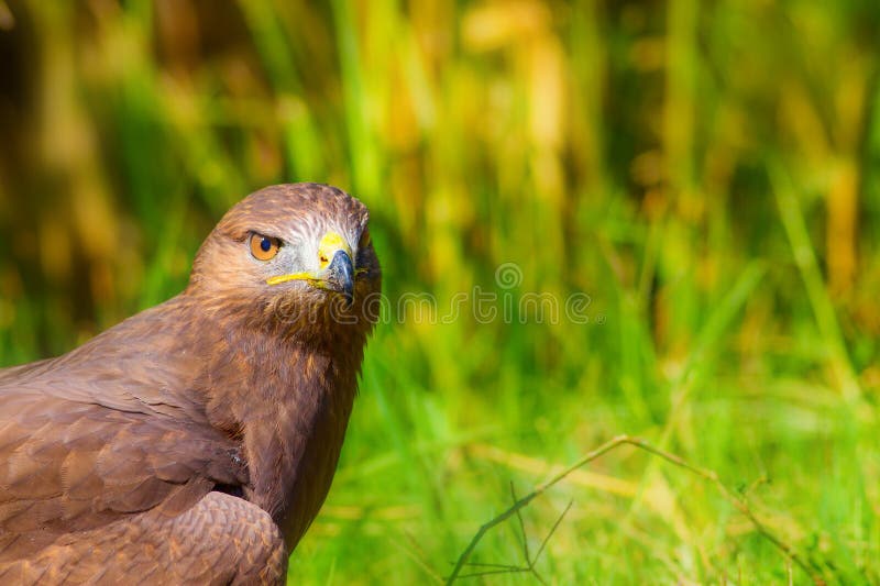 Ritratto di un uccello preda. Contesto della natura. Buzzard a gambe lunghe. Buteo rufinus. immagini stock libere da diritti