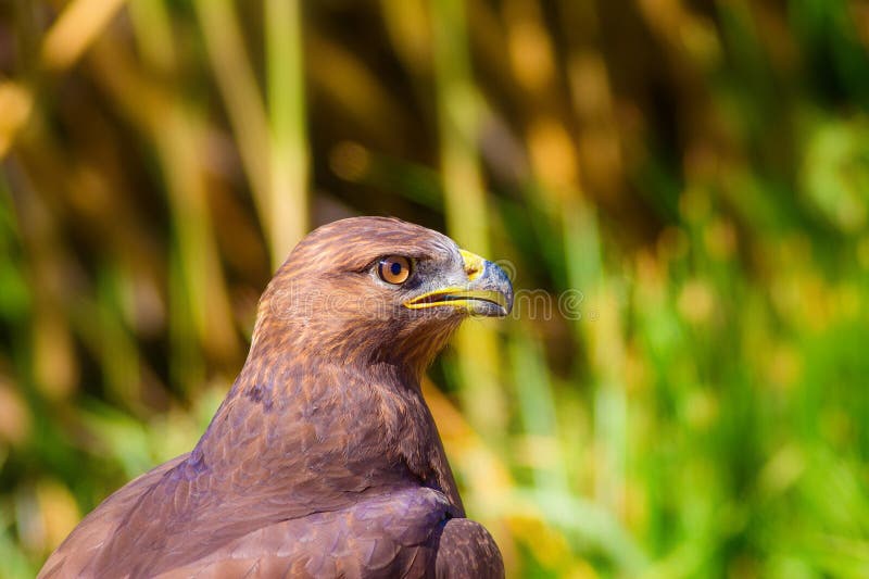 Ritratto di un uccello preda. Contesto della natura. Buzzard a gambe lunghe. Buteo rufinus. fotografia stock libera da diritti