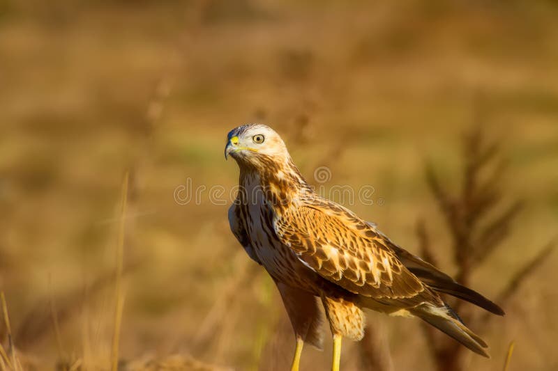 Ritratto di un uccello preda. Contesto della natura. Buzzard a gambe lunghe. Buteo rufinus. fotografie stock libere da diritti