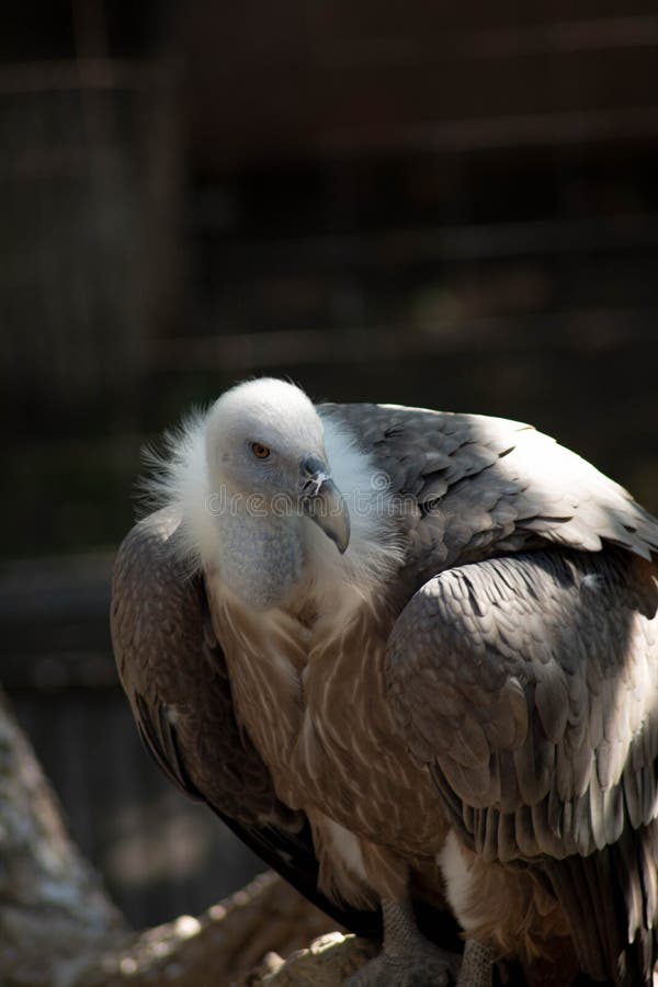 Ritratto di una bellissima aquila. aquila bianca fotografia stock libera da diritti