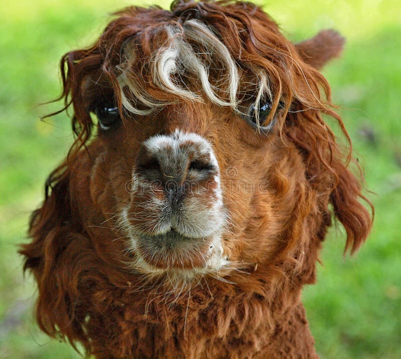 Ritratto di una lama sveglia immagine stock libera da diritti Ritratto di una lama sveglia immagine stock libera da diritti
