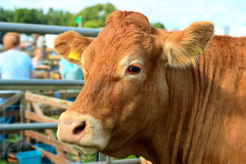 Ritratto di una mucca marrone ad un'esposizione agricola