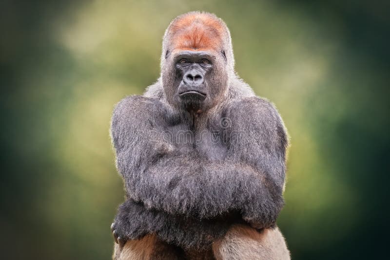 Ritratto di una Silverback Gorilla che attraversa le mani animale selvatico africano immagine stock libera da diritti