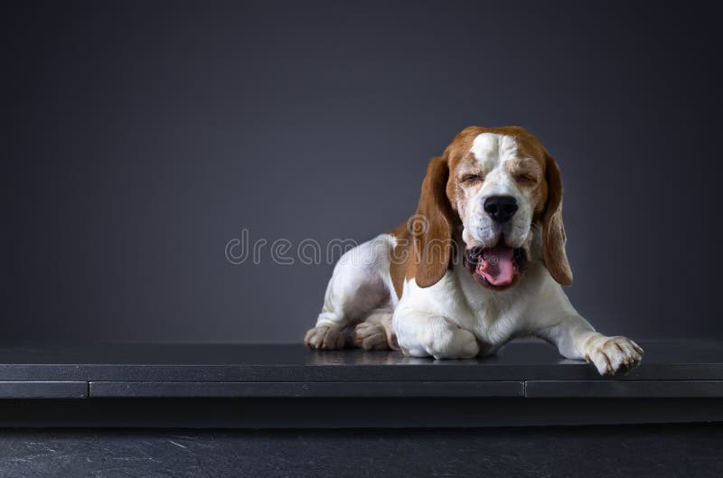 Ritratto di vecchio cane da lepre di sbadiglio del cane fotografia stock Ritratto di vecchio cane da lepre di sbadiglio del cane fotografia stock