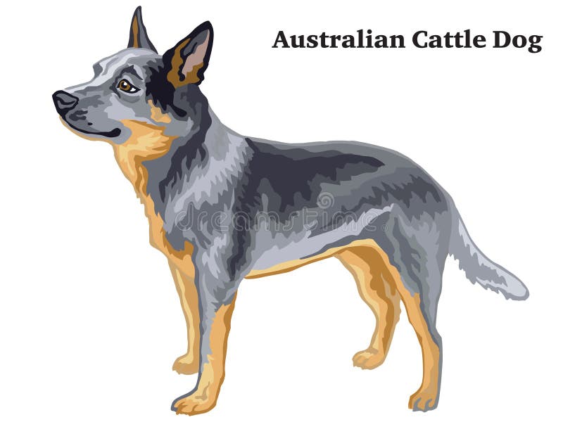 Ritratto diritto decorativo colorato dell'illustrazione australiana di vettore del cane del bestiame