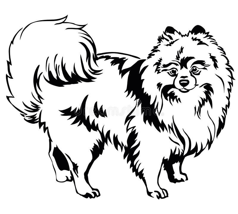 Ritratto diritto decorativo del vettore IL dello Spitz di Pomeranian del cane illustrazione vettoriale Ritratto diritto decorativo del vettore IL dello Spitz di Pomeranian del cane illustrazione vettoriale