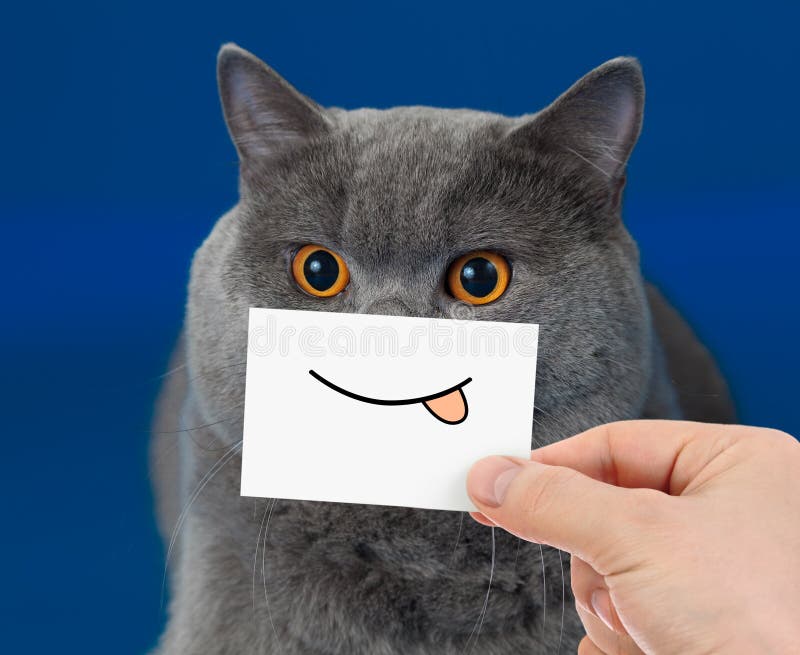 Ritratto divertente del gatto con il sorriso fotografia stock Ritratto divertente del gatto con il sorriso fotografia stock