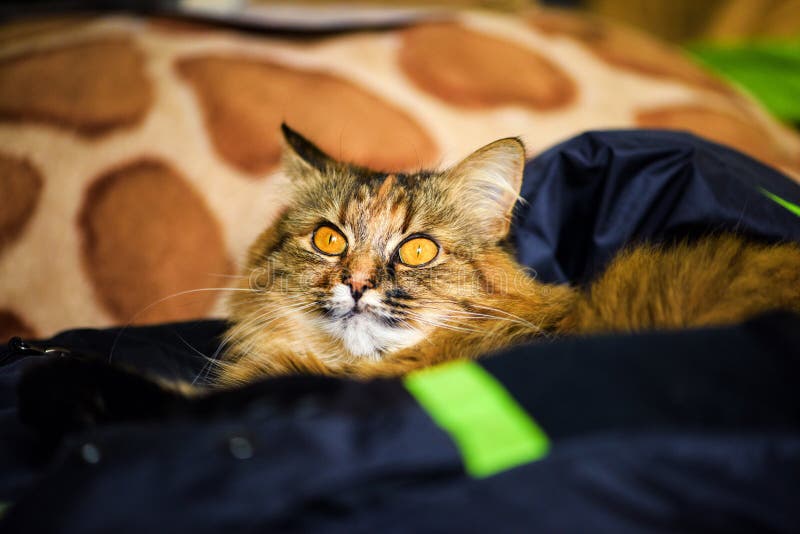 Ritratto divertente del gatto immagine stock Ritratto divertente del gatto immagine stock