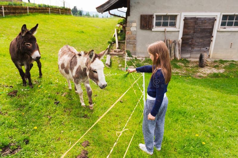 Cute little girl feeds donkey in a farm. Cute little girl feeds donkey in a farm
