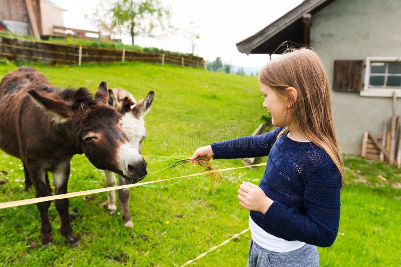 Cute little girl feeds donkey in a farm. Cute little girl feeds donkey in a farm