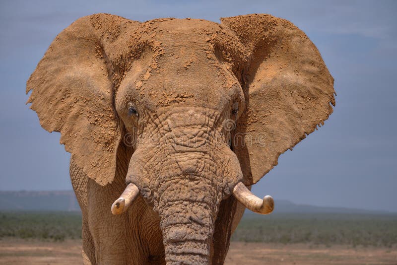 Ritratto facciale di grande toro dell'elefante africano immagine stock libera da diritti Ritratto facciale di grande toro dell'elefante africano immagine stock libera da diritti
