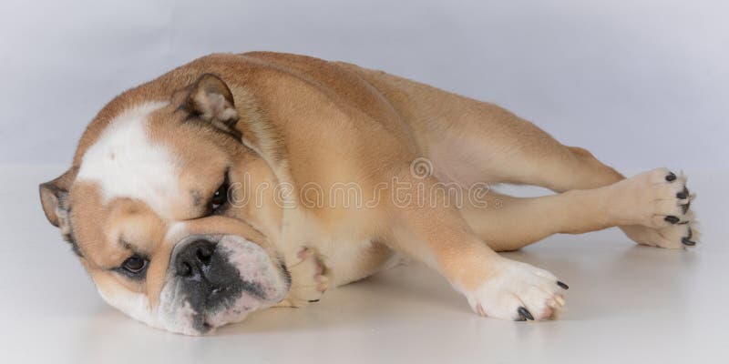 ritratto femminile del bulldog immagine stock libera da diritti ritratto femminile del bulldog immagine stock libera da diritti