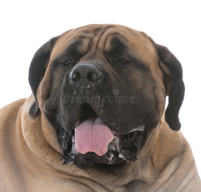 ritratto femminile del mastino immagine stock ritratto femminile del mastino immagine stock