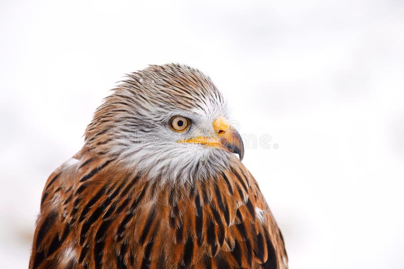 Ritratto invernale dell'aquilone rosso milvus milvus isolato sullo sfondo bianco naturale. uccello minacciato di preda con piuma r fotografia stock